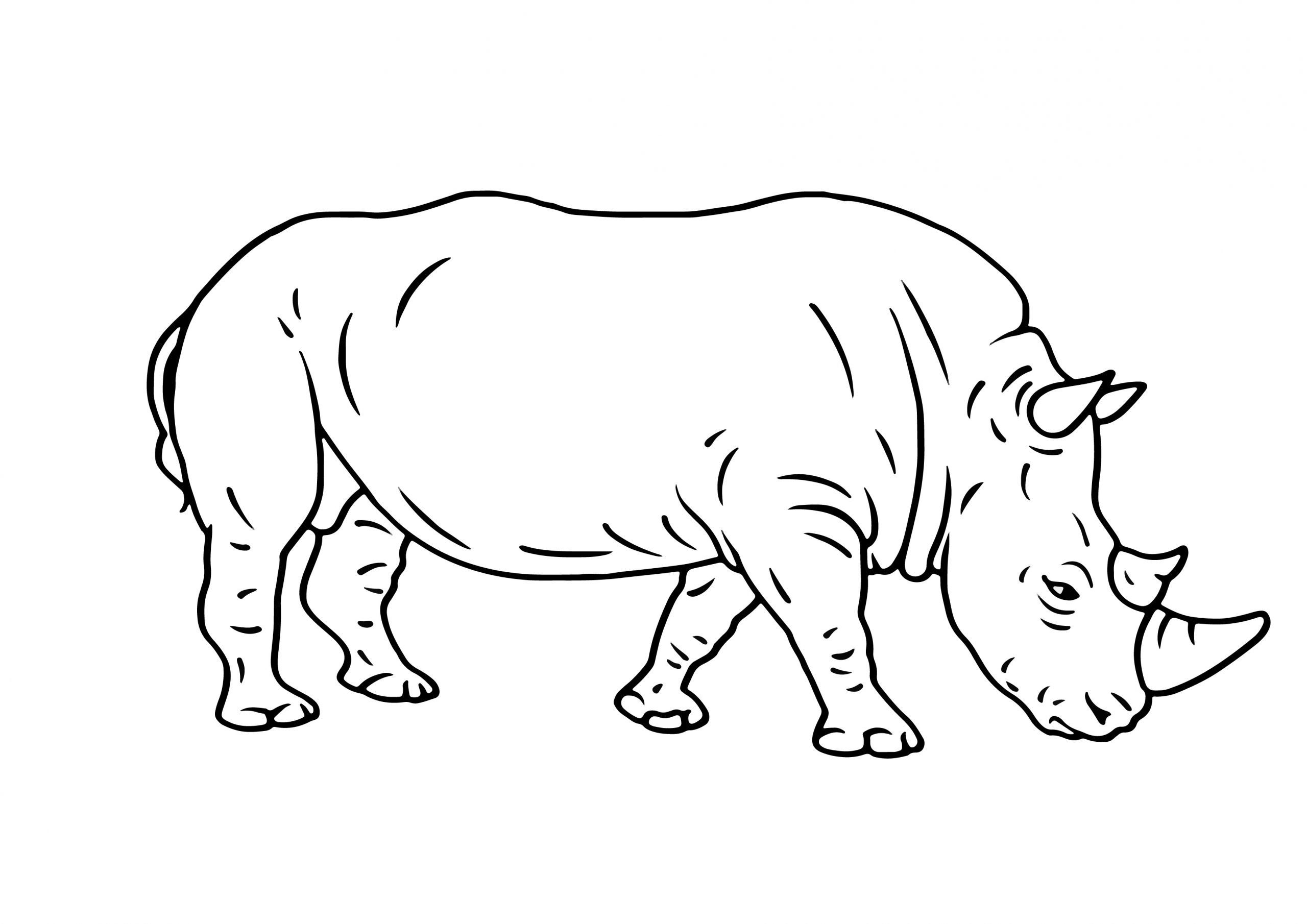 Rhino Cartoon Clipart