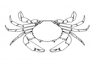 crab drawing cartoon clipart illustration