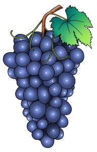 grape drawing illustration clipart