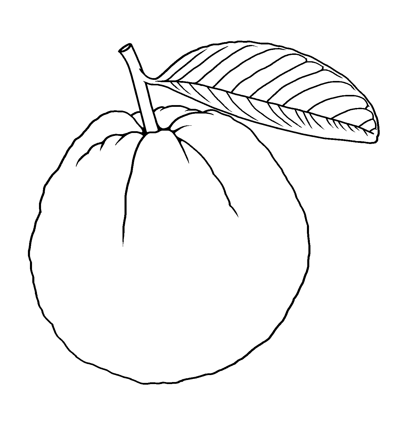 Guava Drawing Illustration Clipart Clipart Nepal