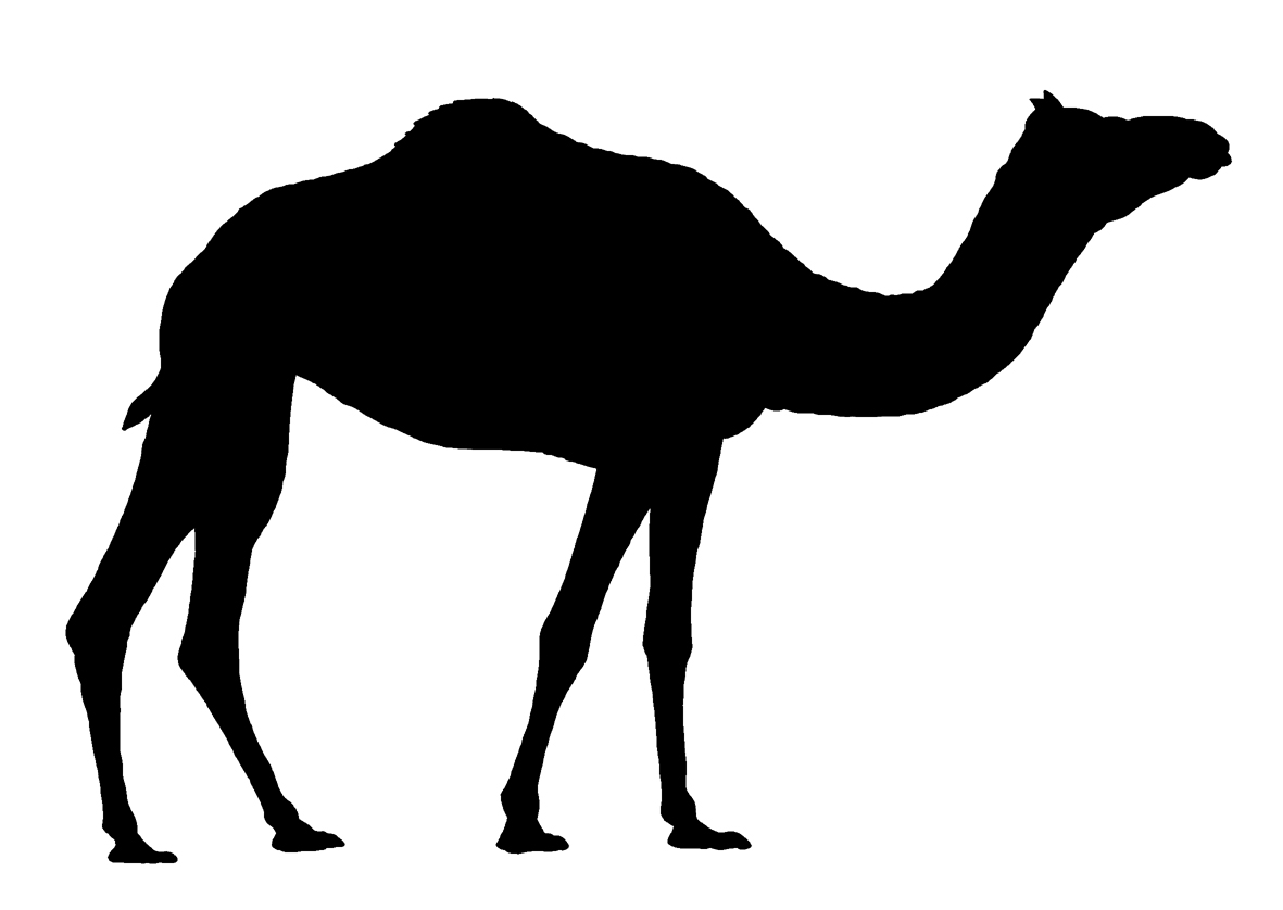 camel silhouette
