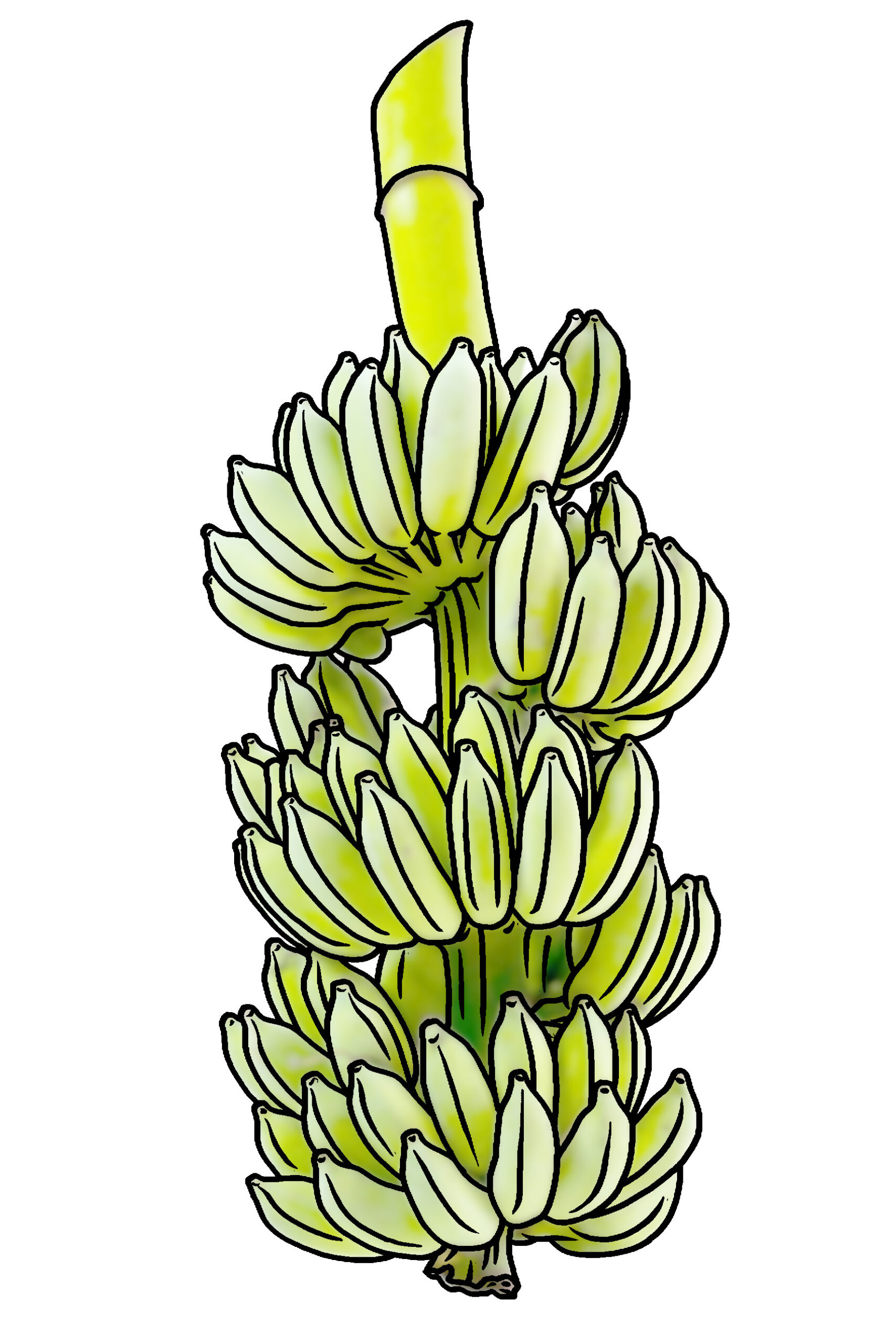 banana clipart illustration drawing