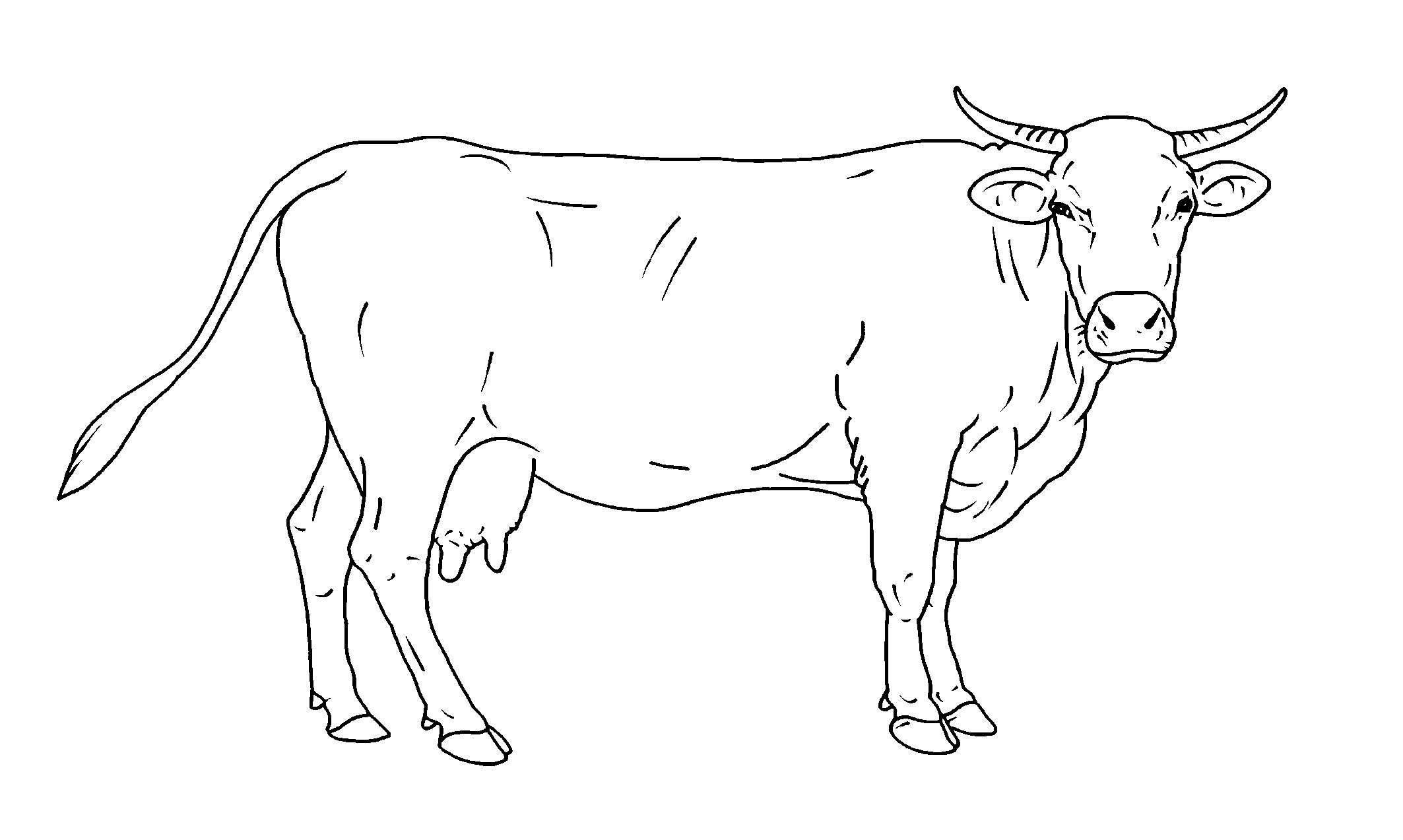 cow drawing clipart illustration