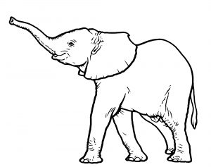 cute baby elephant illustration cartoon