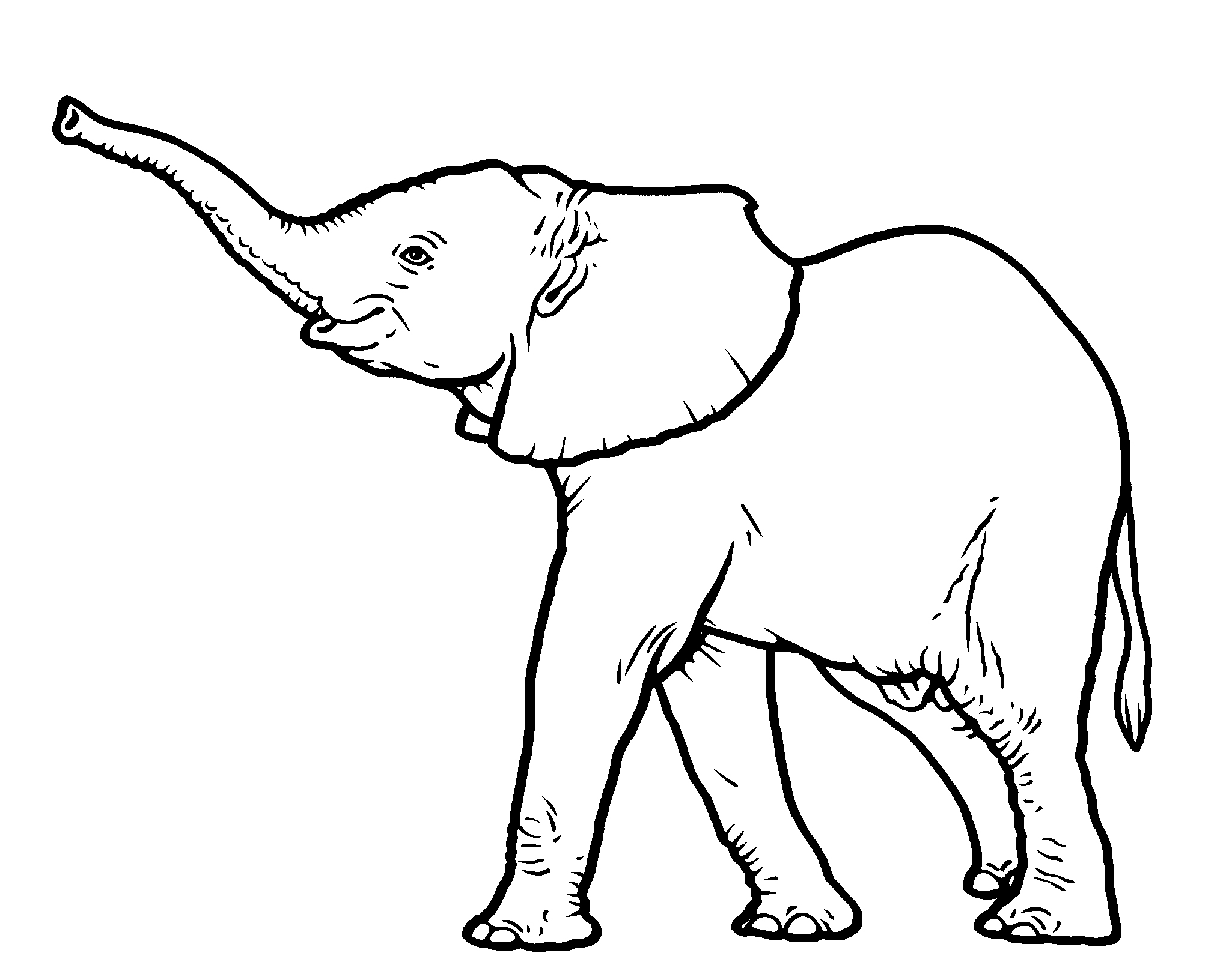 baby elephant illustration