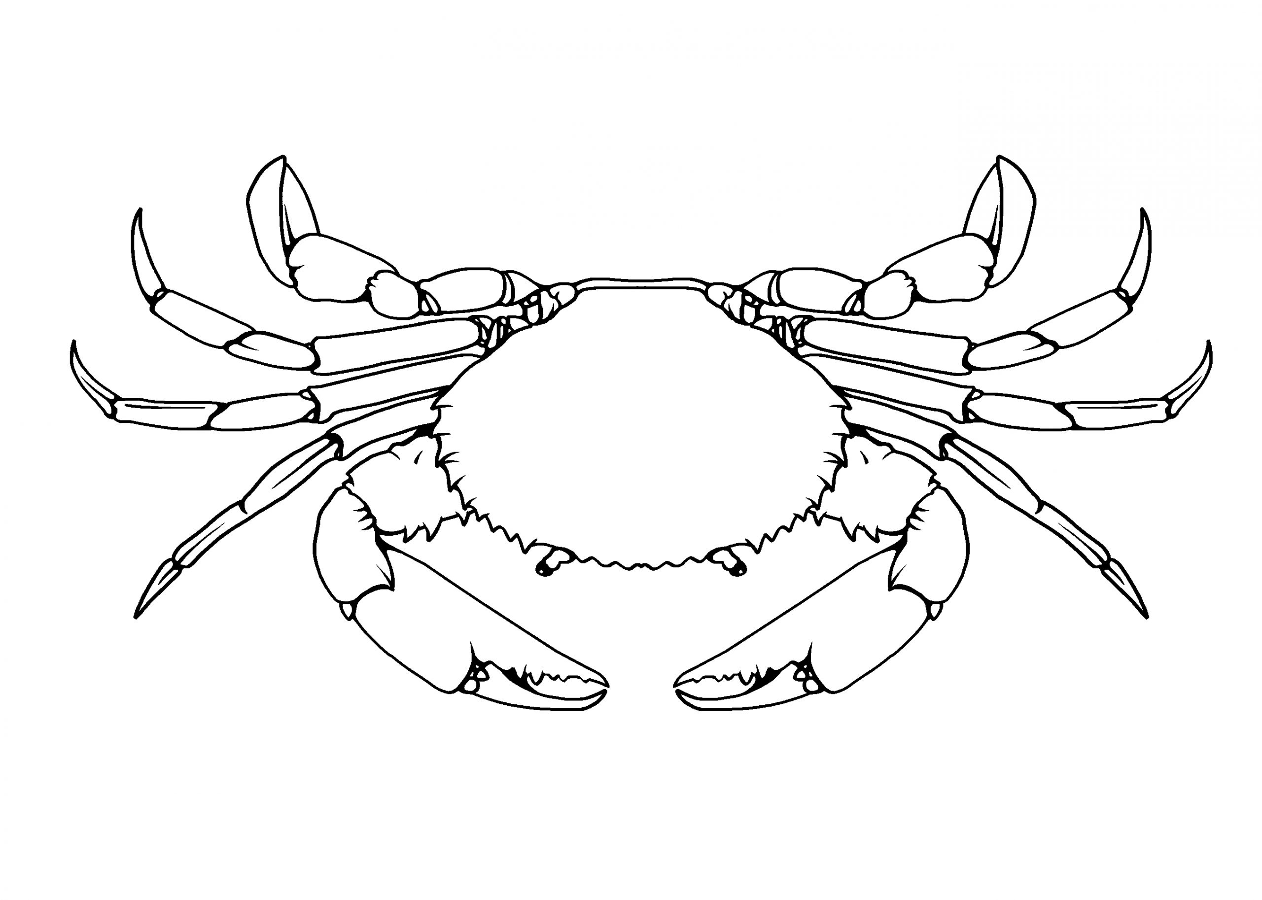 crab illustration