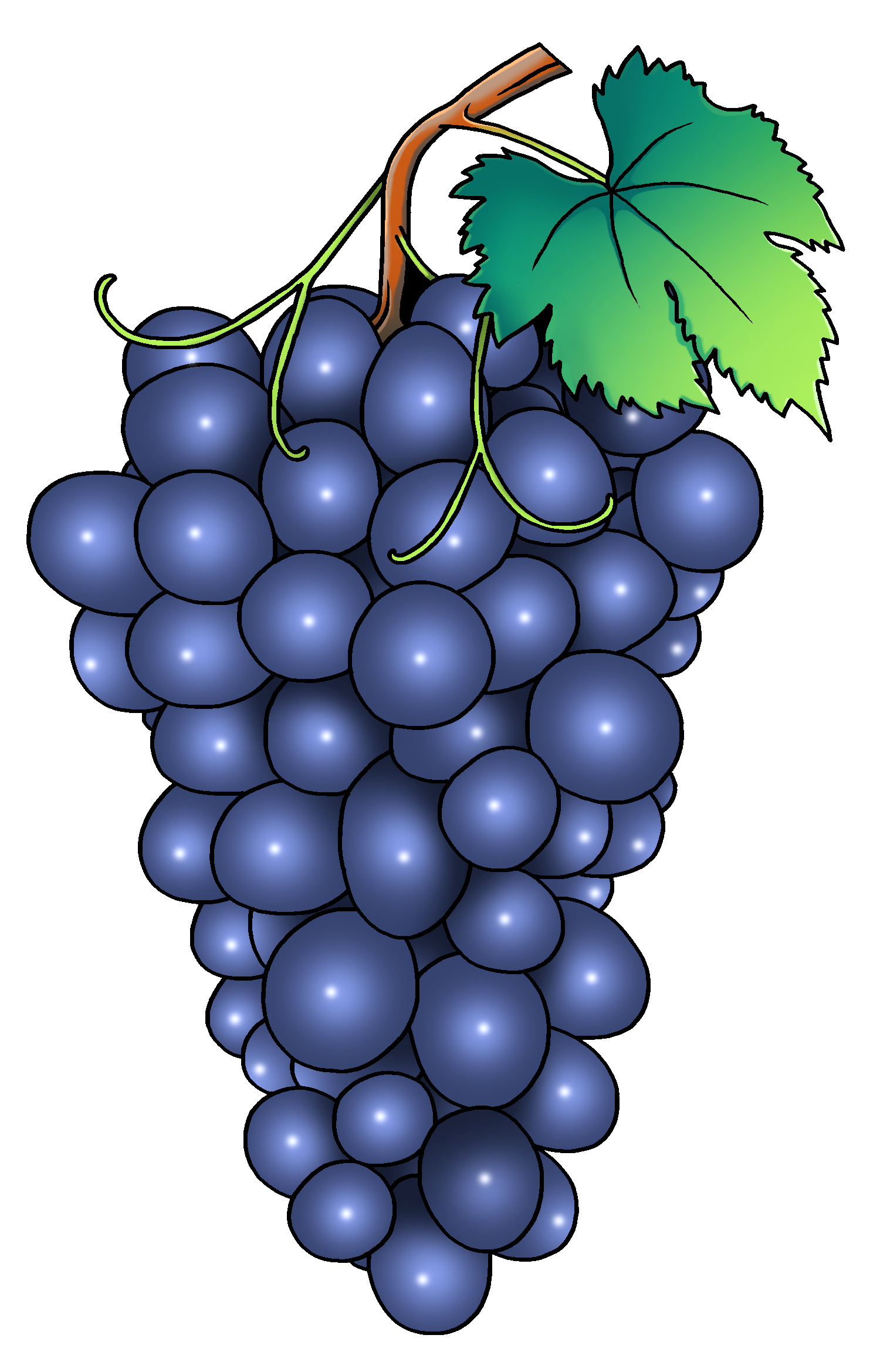 grape illustration