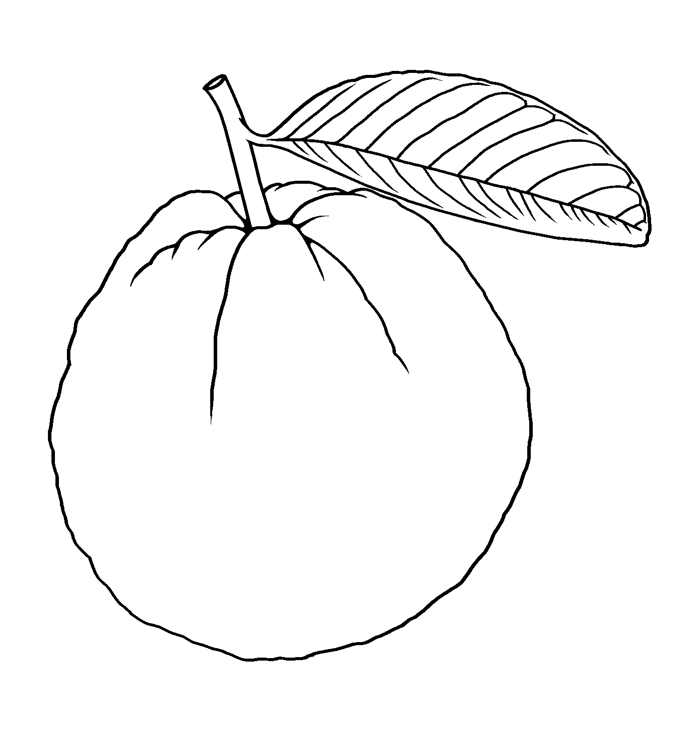 guava-drawing-illustration-clipart-clipart-nepal