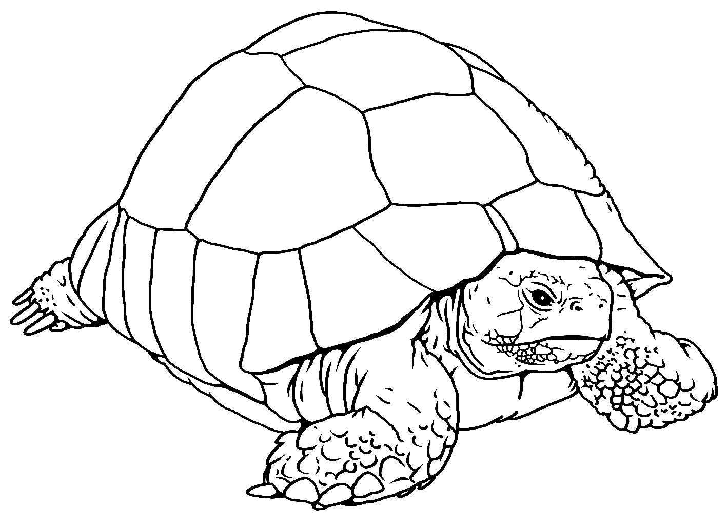 tortoise clipart illustration