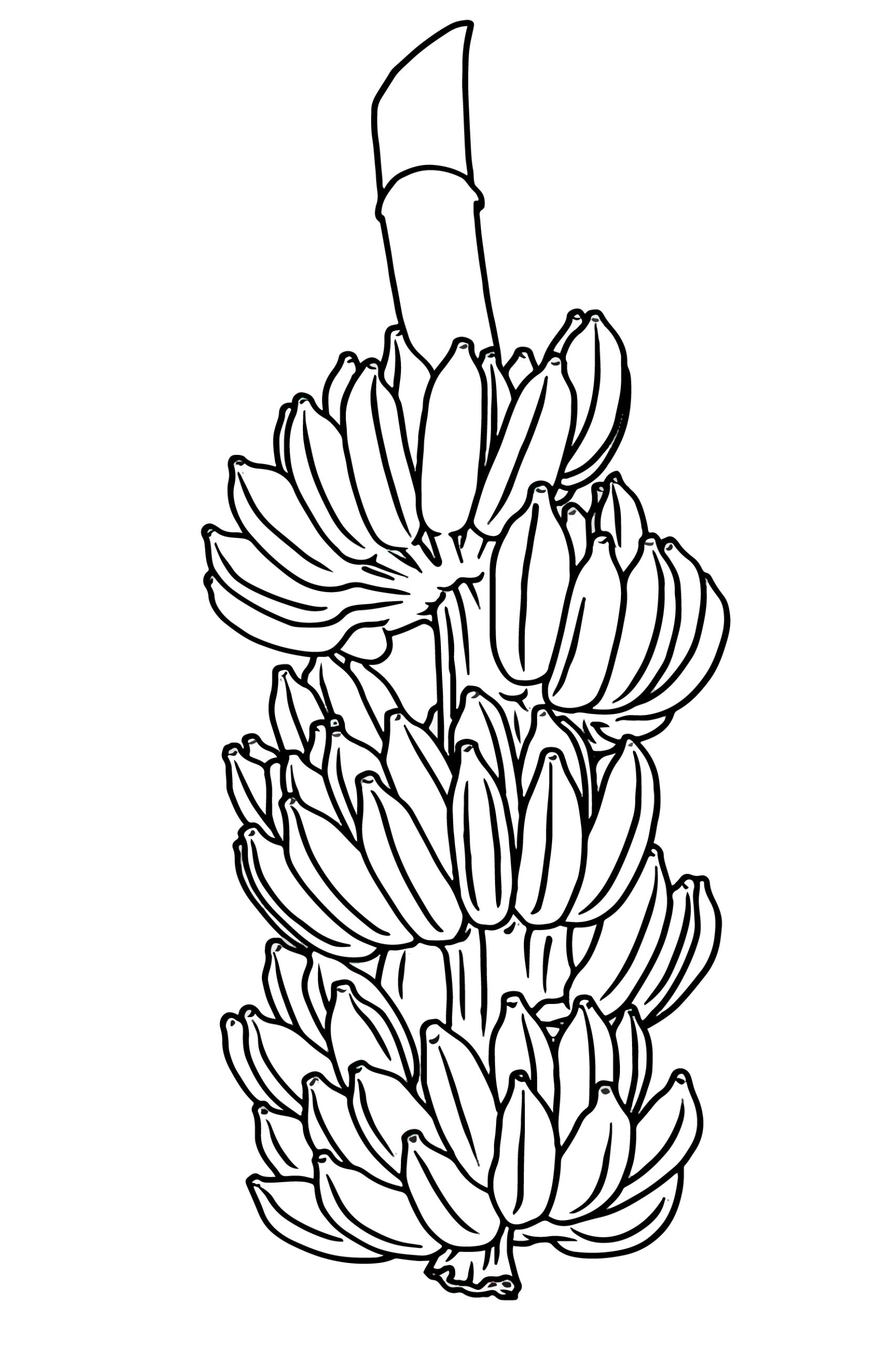Banana Illustration Clipart Picture Black And White Clipart Nepal