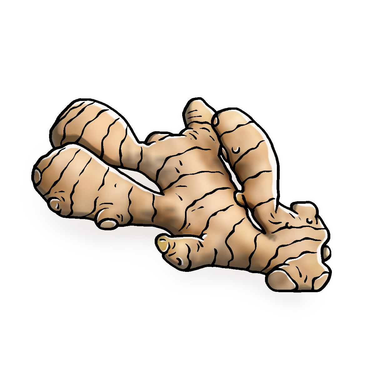 ginger illustration clipart drawing picture