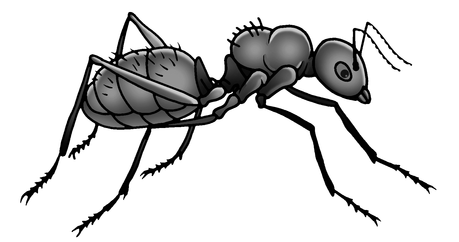 Ant clipart drawing illustration