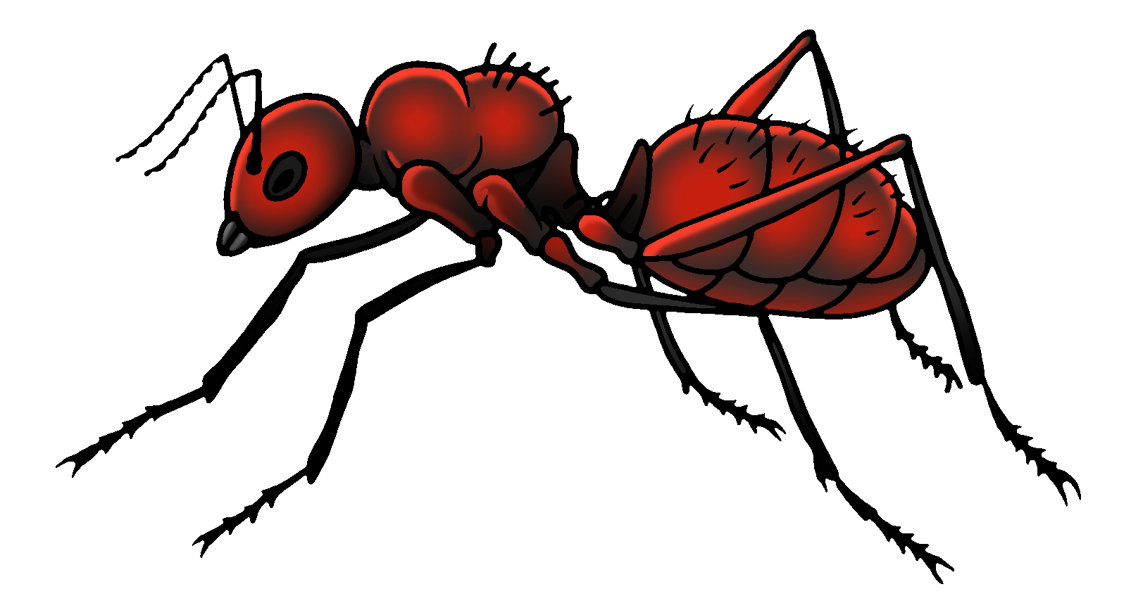 Ant drawing clipart illustration