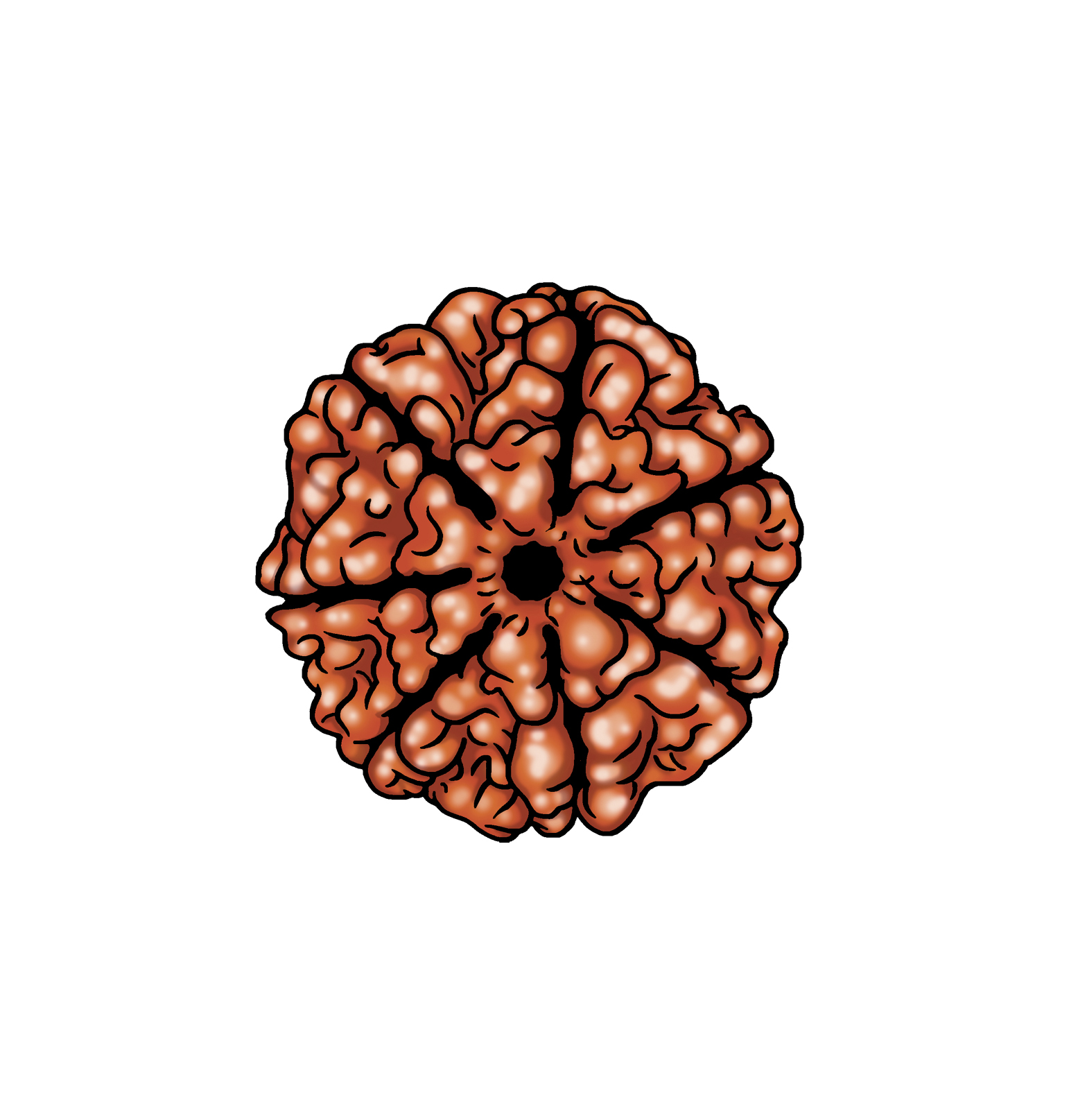 Rudraksha picture drawing clipart