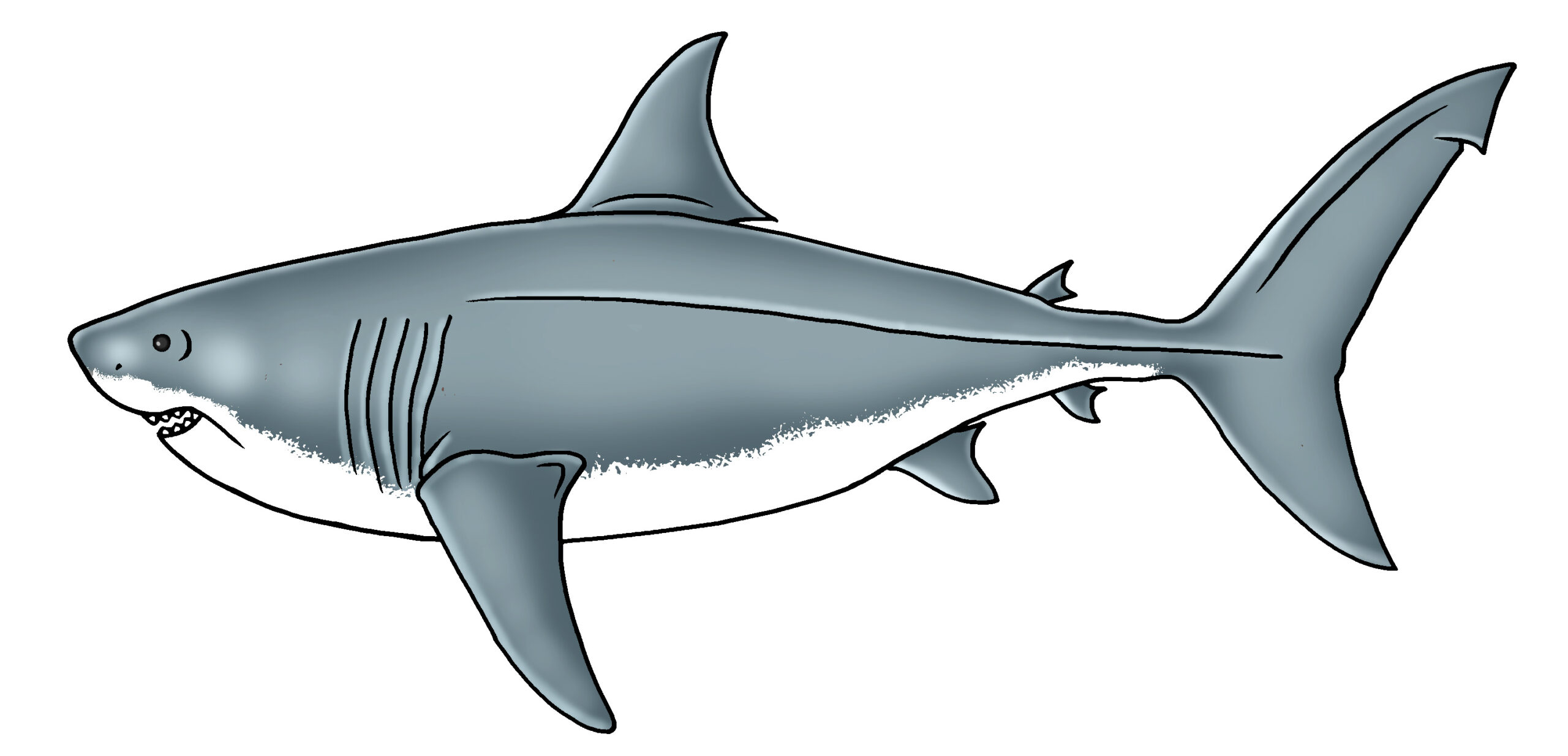 Shark drawing clipart