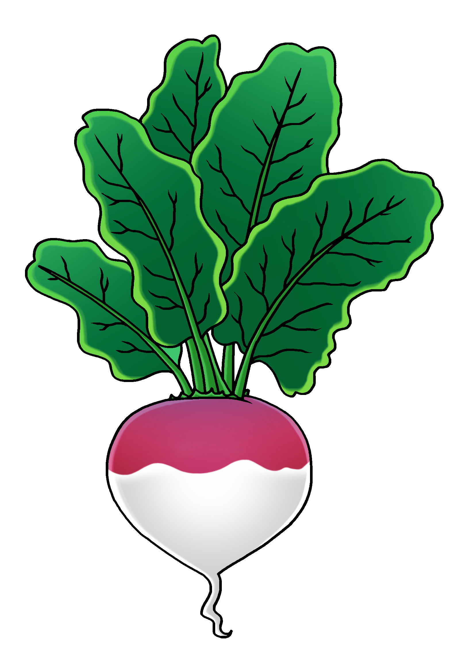 Turnip drawing clipart sketch illustration